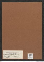 Amphipentas ? grovei (Pant.) De-Toni (de-Toni-Nr.: Genus 138, Species 3681) Zeichnungen Sammlung Grunow Mappe 03801 (Herbarium_W_Grunow_drawings_Folder_03801)